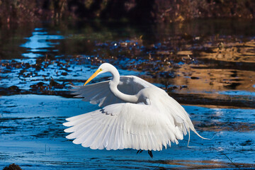 Naklejka na ściany i meble Great white egret spreaing its wings as it lands on the ocean surface.