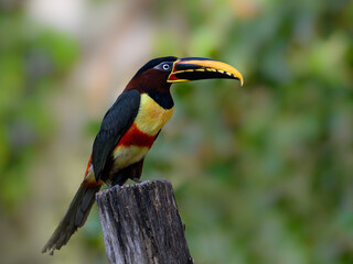 Chestnut-eared Aracari c;oseup portrait on green background in Pantanal, Brazil