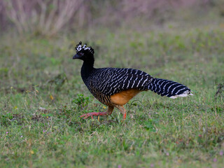 Female Bare-faced Curassow closeup portrait