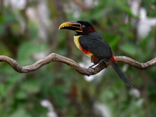 Chestnut-eared Aracari closeup portrait on green background in Pantanal, Brazil