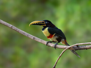 Chestnut-eared Aracari closeup portrait on green background in Pantanal, Brazil