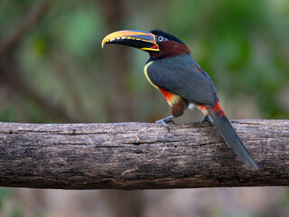 Chestnut-eared Aracari closeup portrait on green background in Pantanal, Brazil