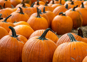 pumpkins on the ground