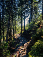 Rocky mountain path through the forest