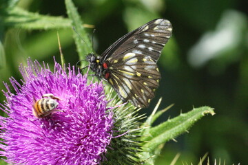 Honey bee and butterfly on a Scotch thistle flower in Cotacachi, Ecuador