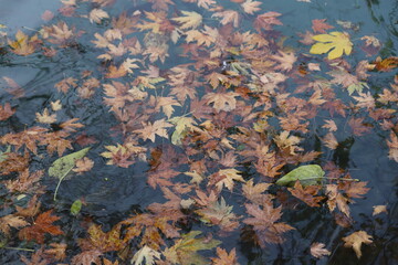 autumn leaves in water