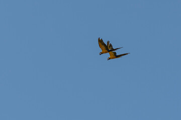 A couple of Blue-and-yellow Macaws in flight.  Species Ara ararauna also know as Arara Canide. It is the largest South American parrot. Birdwatching. Bird lover. Birding.