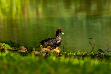Duck and Ducklings