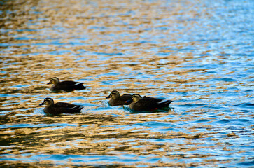 Spot-billed duck walk