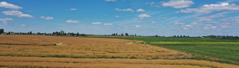 Obraz premium An agricultural drone is spraying pesticides on a field with a growing crop. Flight of an agricultural drone. Agricultural drone in operation in summer. Processing the field with pesticides by drone.