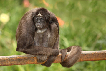 Goldstirnklammeraffe / White-bellied spider monkey / Ateles belzebuth