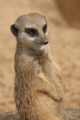 Erdmännchen / Suricate or Meerkat / Suricata suricatta