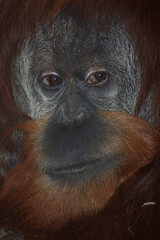 Sumatra-Orang-Utan /  Sumatran orangutang / Pongo abelii