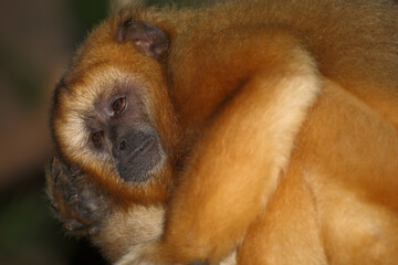 Schwarzer Brüllaffe / Black howler monkey / Alouatta caraya