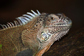 Grüner Leguan / Green iguana / Iguana iguana