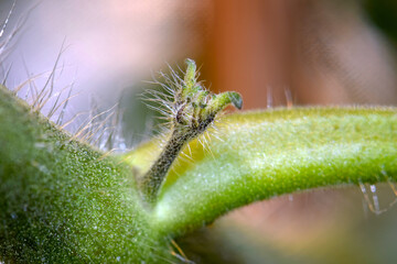 Tomato Stem Bud Leaf 02
