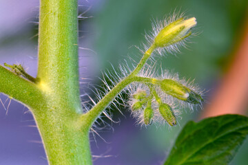 Obraz premium Six Blossom Tomato Stem 02