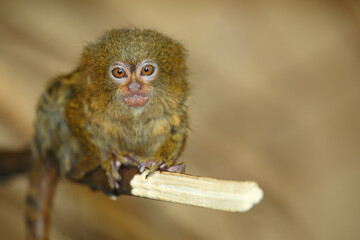 Zwergseidenäffchen / Pygmy marmoset / Cebuella pygmaea - Callithrix pygmaea.