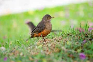 Bird 