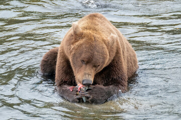 Brown Bear eating Salmon, Brooks Falls, Katmai National Park, Alaska