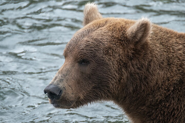 Fototapeta na wymiar Brown Bear at Brooks Falls , Katmai National Park, Alaska