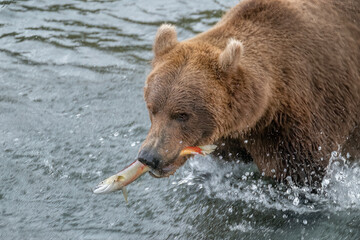 Fototapeta na wymiar Brown Bear with a Salmon, Brooks Falls, Katmai National Park, Alaska