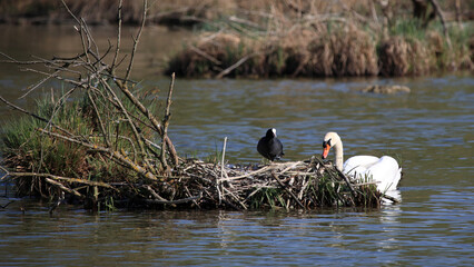 Höckerschwan und Blesshuhn / Mute swan and European coat / Cygnus olor et Fulica atra