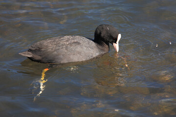 Blässhuhn / Eurasian coot / Fulica atra