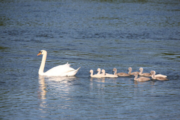 H&ouml;ckerschwan / Mute swan / Cygnus olor..