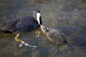 Blässhuhn / Eurasian coot / Fulica atra.
