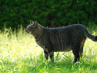 初夏を感じる猫