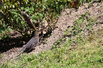 Amsel oder Schwarzdrossel / Blackbird / Turdus merula