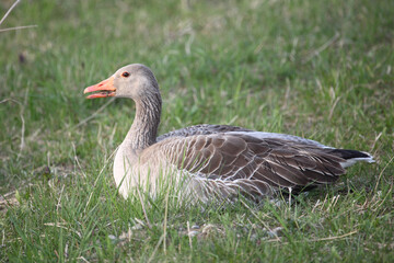 Graugans / Greylag goose / Anser anser