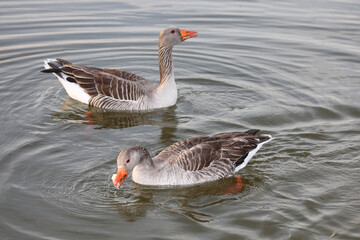 Graugans / Greylag goose / Anser anser