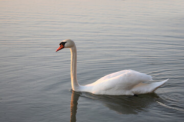 Fototapeta premium Höckerschwan / Mute swan / Cygnus olor