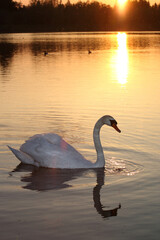 Fototapeta premium Sonnenuntergang am Lech - Bayern / Sundown at River Lech - Bavaria /