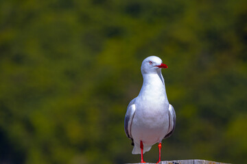 Red billed gull, standing on a wooden post