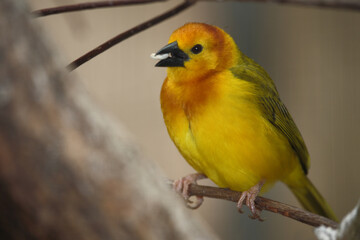 Obraz premium Genickbandweber / Taveta weaver / Ploceus castaneiceps - Hyphantornis castaneiceps