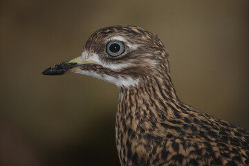Kaptriel / Spotted thick-knee / Burhinus capensis