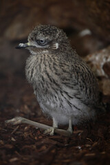 Kaptriel / Spotted thick-knee / Burhinus capensis.