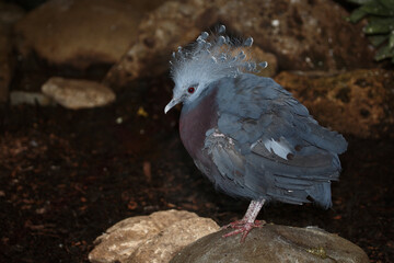 Fächertaube oder Victoria-Krontaube / Victoria crowned pigeon / Goura victoria