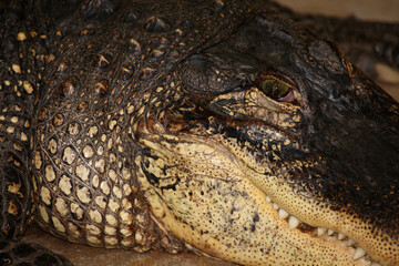 Mississippi-Alligator oder Hechtalligator / American alligator / Alligator mississippiensis