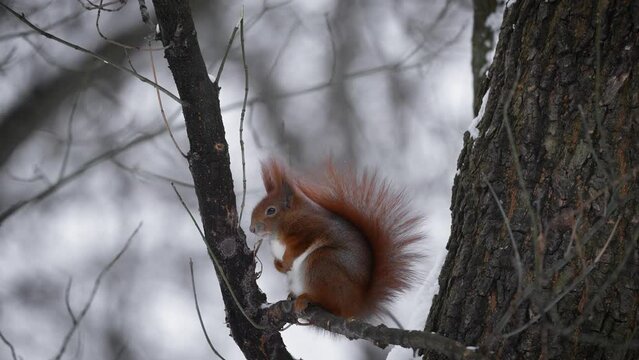 The red squirrel (Sciurus vulgaris) in the winter forest. Squirrel sitting on a snow-covered tree branch. Warsaw, Łazienki Park.