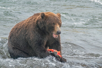 Brown Bear Eating a Salmon, Brooks Falls, Katmai National Park, Alaska