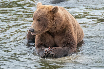 Obraz na płótnie Canvas Brown Bear eating Salmon, Brooks Falls, Katmai National Park, Alaska