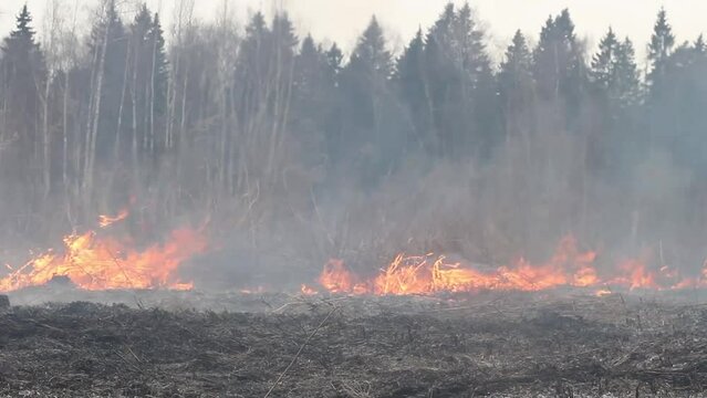 fire in the forest