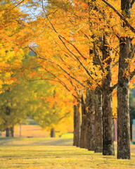 メタセコイアの紅葉