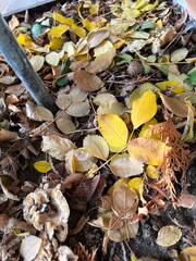 leaves on the ground