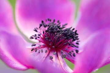 Pink Anemone