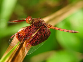 Macro small insects against a natural background without touchingser